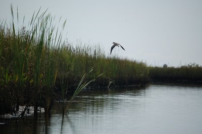 Ochlockonee River State Park, FL