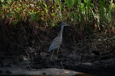 Ochlockonee River State Park, FL