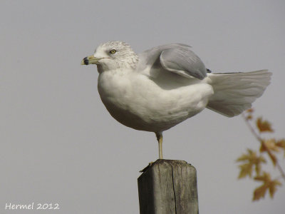 Goland  bec cercl - Ring-billed Gull