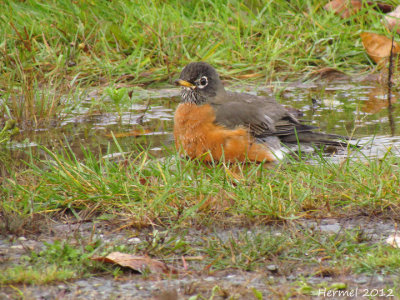 Merle d'Amrique -  American Robin