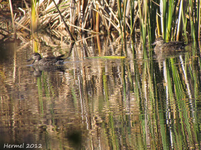Sarcelle d'hiver - Green-winged Teal