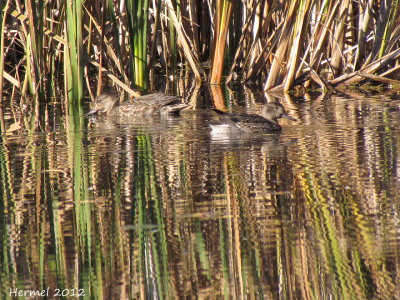 Sarcelle d'hiver - Green-winged Teal