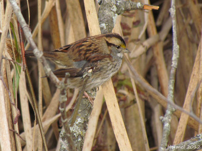 Bruant  gorge blanche - White-throated Sparrow