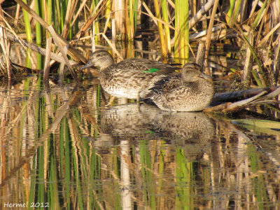 Sarcelle d'hiver - Green-winged Teal