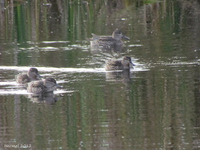 Sarcelle dhiver - Green-winged Teal