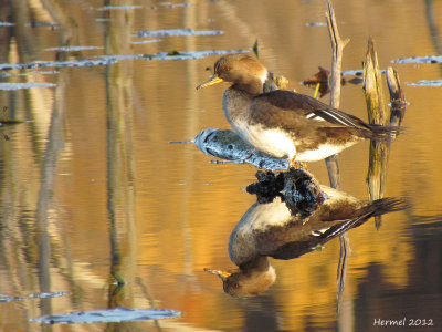 Harle couronné - Hodded Merganser