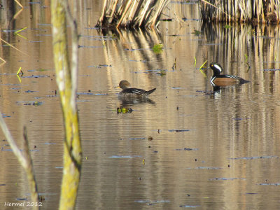 Harle couronné - Hodded Merganser