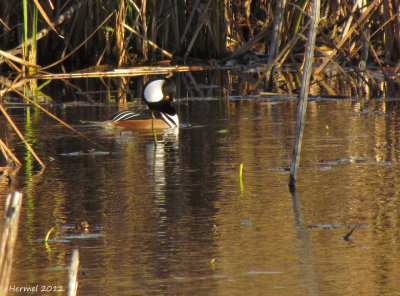 Harle couronné - Hodded Merganser