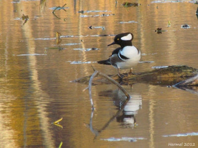 Harle couronn - Hodded Merganser