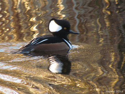 Harle couronn - Hodded Merganser