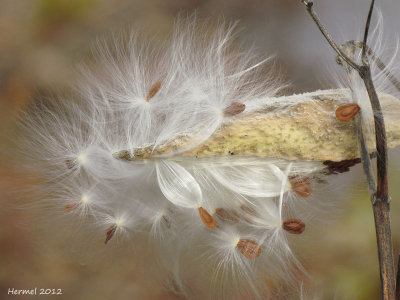 Asclépiade - Milkweed