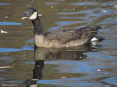 Bernache du Canada - Canada Goose