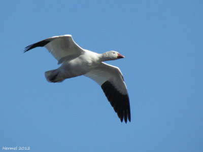 Oie des neiges - Snow Goose