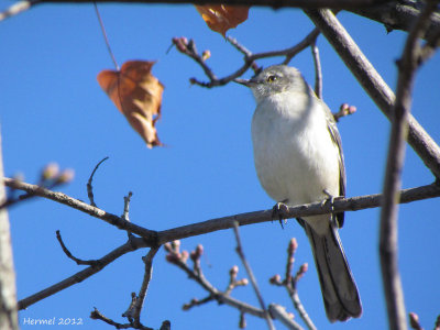 Moqueur polyglotte - Northern Mockingbird