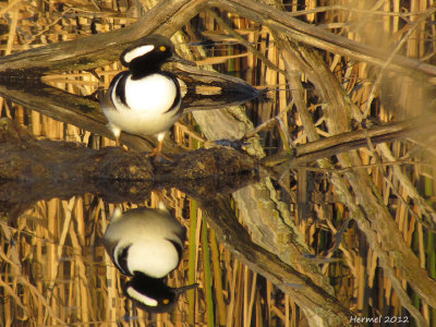 Harle couronné - Hodded Merganser