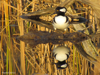Harle couronné - Hodded Merganser