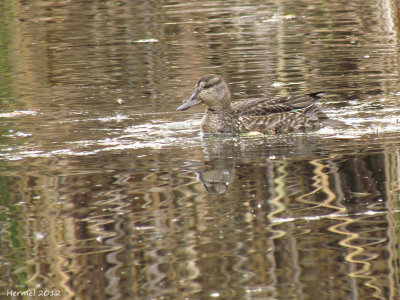 Sarcelle d'hiver - Green-winged Teal