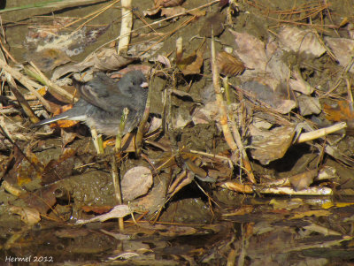 Junco ardois - Balck-eyed Junco