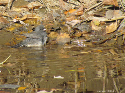 Junco ardois - Balck-eyed Junco