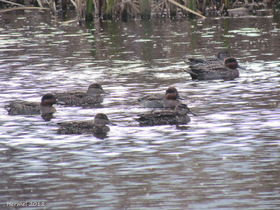 Sarcelle d'hiver - Green-winged Teal