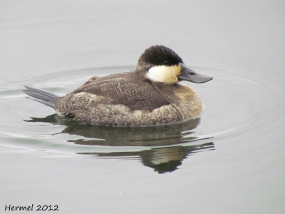 Erismature rousse - Ruddy duck