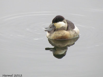 Erismature rousse - Ruddy duck