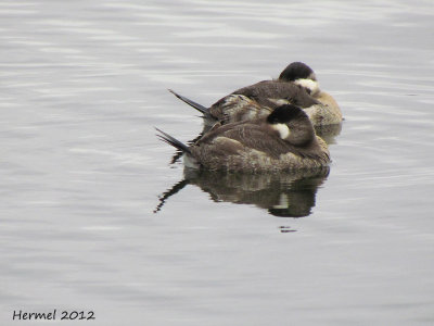 Erismature rousse - Ruddy duck