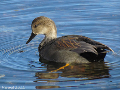 Canard Chipeau - Gadwall