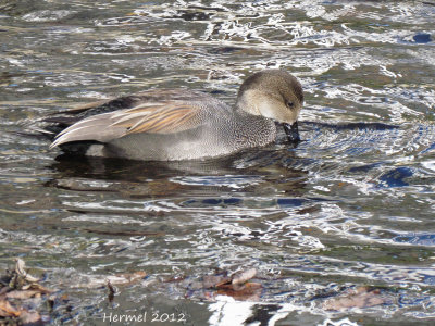 Canard Chipeau - Gadwall