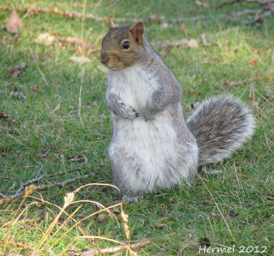 Écureuil - Squirrel