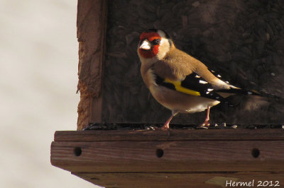 Chardonneret lgant - European Goldfinch