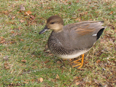 Canard Chipeau - Gadwall