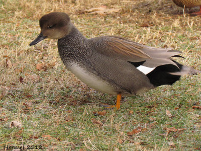 Canard Chipeau - Gadwall