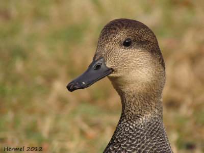 Canard Chipeau - Gadwall