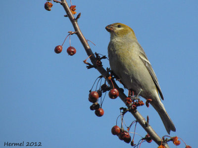 Durbec des sapins - Pine Grosbeak