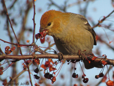 Durbec des sapins - Pine Grosbeak