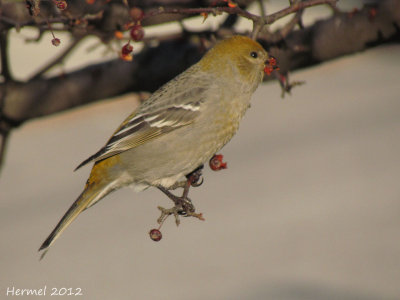 Durbec des sapins - Pine Grosbeak