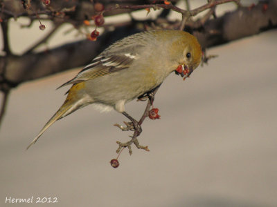 Durbec des sapins - Pine Grosbeak