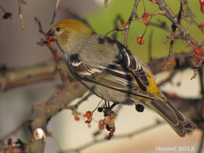 Durbec des sapins - Pine Grosbeak