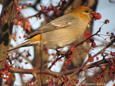 Durbec des sapins - Pine Grosbeak