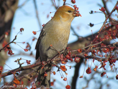 Durbec des sapins - Pine Grosbeak