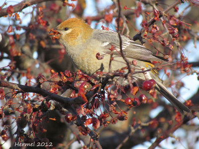 Durbec des sapins - Pine Grosbeak