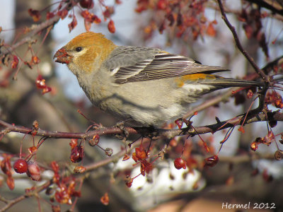 Durbec des sapins - Pine Grosbeak