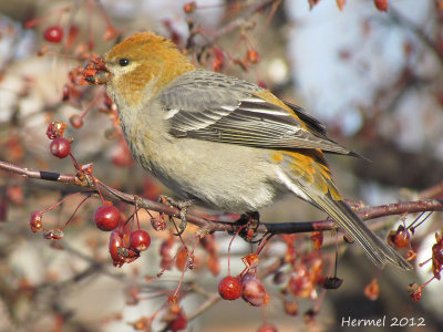 Durbec des sapins - Pine Grosbeak