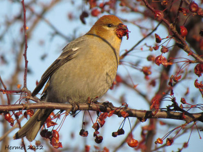 Durbec des sapins - 2012 - Pine Grosbeak