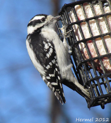 Pic mineur - Downy Woodpecker