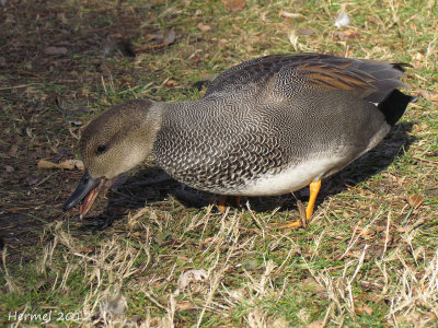 Canard Chipeau - Gadwall