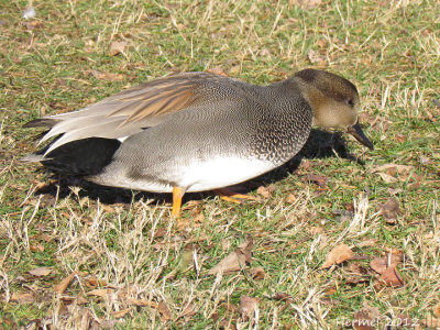 Canard Chipeau - Gadwall