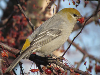 Durbec des sapins - 2012 - Pine Grosbeak