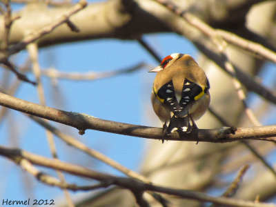 Chardonneret lgant - European Goldfinch